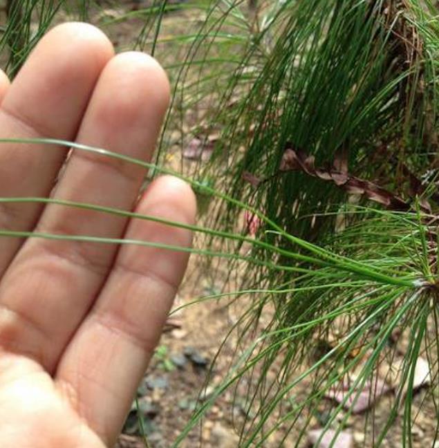 Pinus kesiya (Pinus insularis) - Pinheiro de Khasia, Khasi pine, Benguet pine