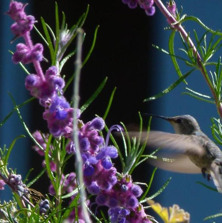 Trichostema lanatum - Alecrim da Califórnia, Alecrim Selvagem Americano, Woolly Blue-Curls