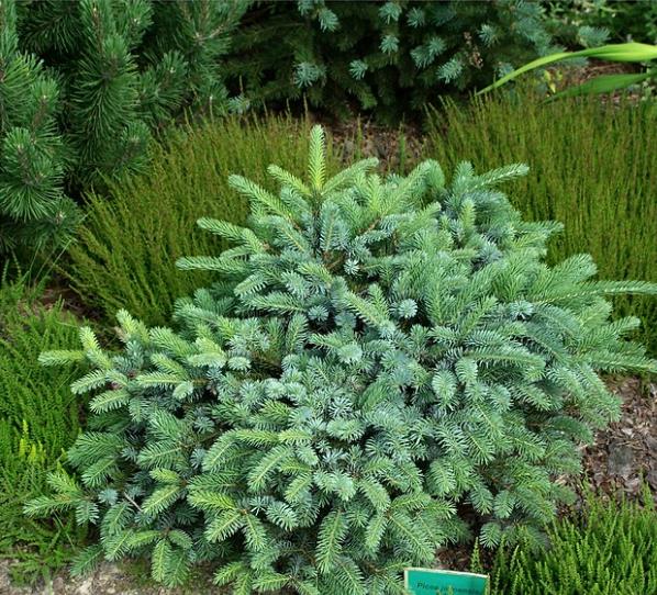 Picea jezoensis - Pinheiro abeto Jezo