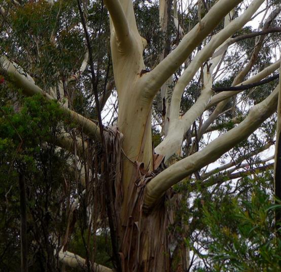 Eucalyptus Oreades - Eucalipto Blue Mountains, Eucalipto Oreades, Eucalipto Das Montanhas Azuis