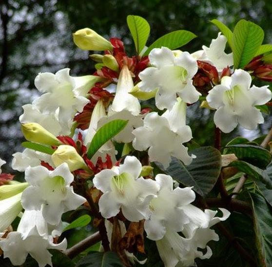 Beaumontia Grandiflora - Trepadeira Trombeta De Arauto,trepadeira Trombetas Do Nepal, Trombeta Branca