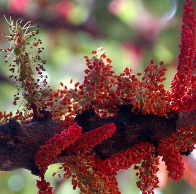 Ceratonia Siliqua - Alfarrobeira