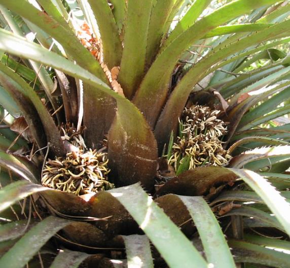 Greigia sphacelata - Bromélia Chupones, Chupón, Chupeta, Quiscal