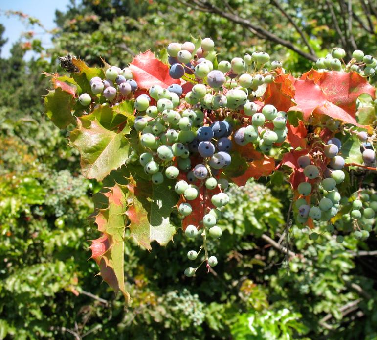 Mahonia aquifolium - Uva do Oregon, Berberis do Oregon