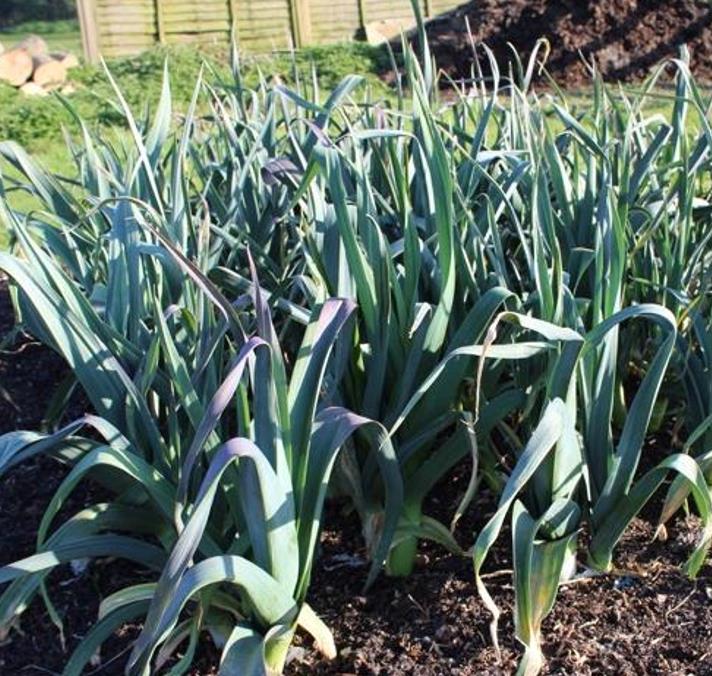 Allium Porrum Saint Victor D Hiver (Violet Leaf) - Alho Poró Saint Victor