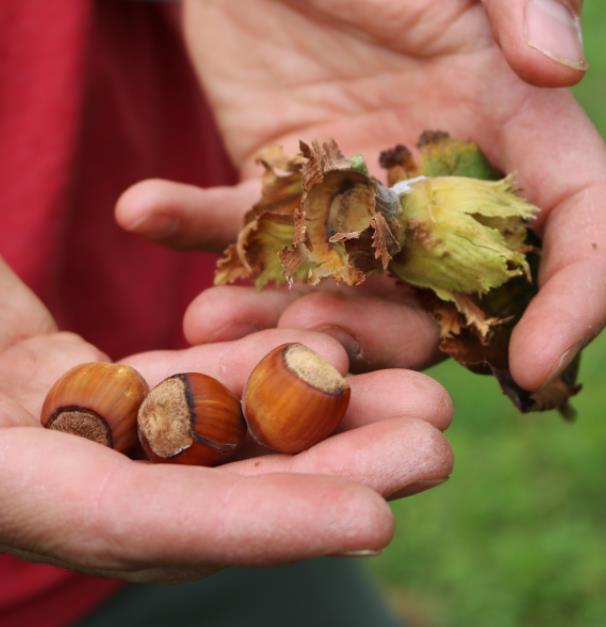 Corylus avellana - Avelã, Avelãs Giresum, Hazelnut