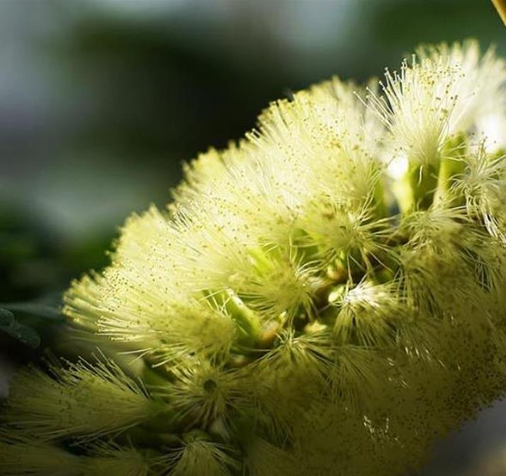 Callistemon viridiflorus (Melaleuca virens) - Escova de Garrafa verde-limão, Green Bottlebrush, Escova de Garrafa das Mo