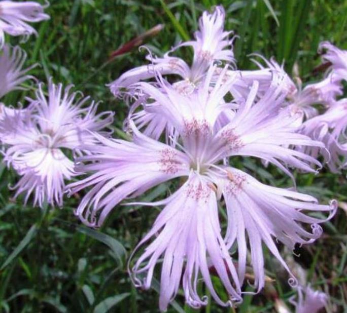 Dianthus superbus hybrids mix - Flor Divina, Rosa de Franja Soberba, Rosa Soberba, Cravo da Índia Soberbo