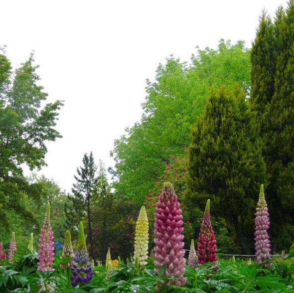 Lupinus russell 'The Chatelaine pink white Flag' - Tremoço Chatelaine Bicolor Rosa e Branco, Lupin