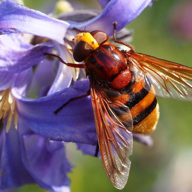 Clematis heracleifolia (Clematis davidiana) - Clematis Floração Jacinto, Clematis Flor de Jacinto, Clematis Arbustiva