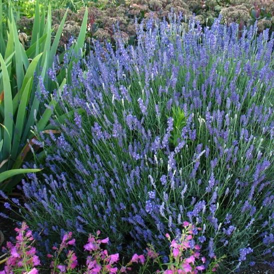 Lavandula Angustifolia Blue River - Lavanda Inglesa Rio Azul, Lavanda Inglesa Blue River, Alfazema