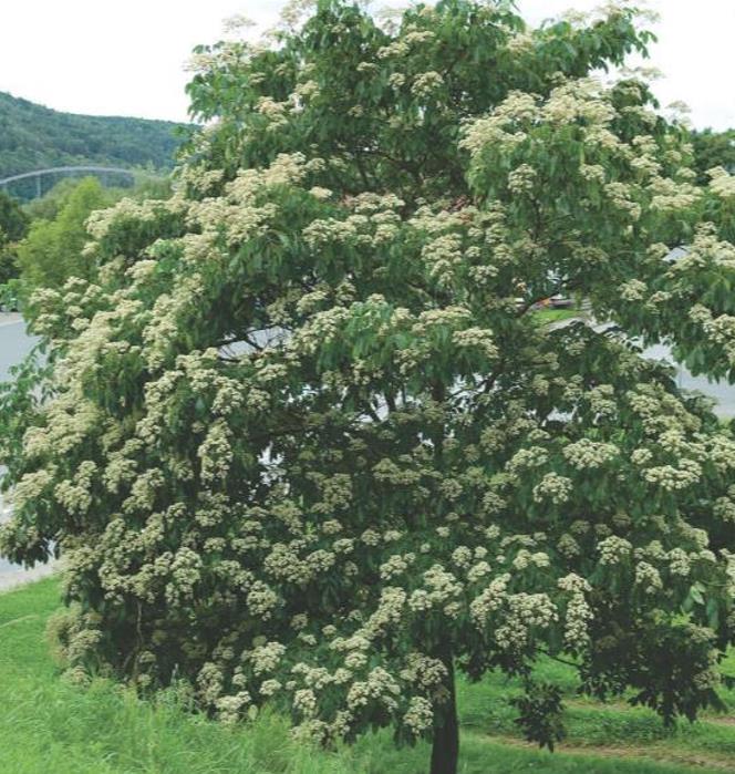 Tetradium danielli (Euodia hupehensis) - Árvore Abelha, Bee-Bee Tree, Árvore do Mel, Evodia