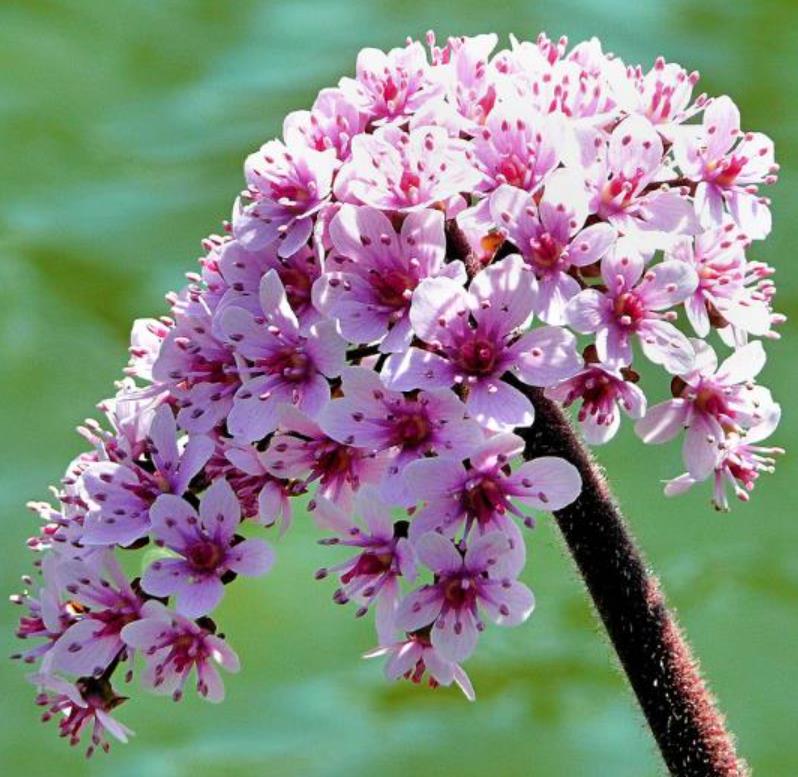 Darmera peltata (Peltiphyllum peltatum) - Planta Guarda-Chuva, Ruibarbo Indiano,Umbrella Plant, Indian Rhubarb