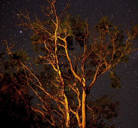 Eucalyptus polyanthemos Ssp Polyanthemos - Eucalipto Caixa Vermelha, Red Box Eucalyptus, Caixa de Poplar, Redbox Silver