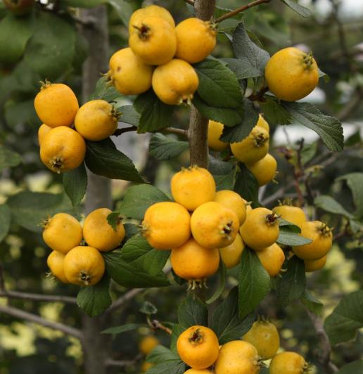 Crataegus mexicana - Planta do coração, tejocote, mini-maça mexicana