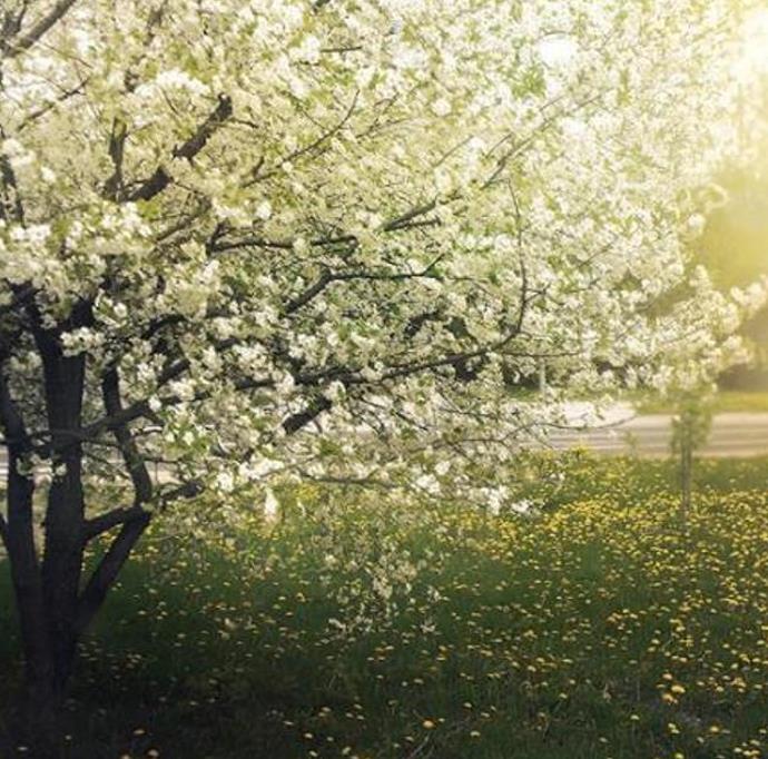 Prunus domestica 'Nutmeg Plum' - Ameixeira, Ameixa Noz-moscada, Ameixa Noz Moscada