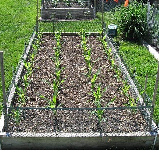 Zea mays Tennessee Red Cob (C.O) - Milho Branco da Espiga Vermelha do Tennessee