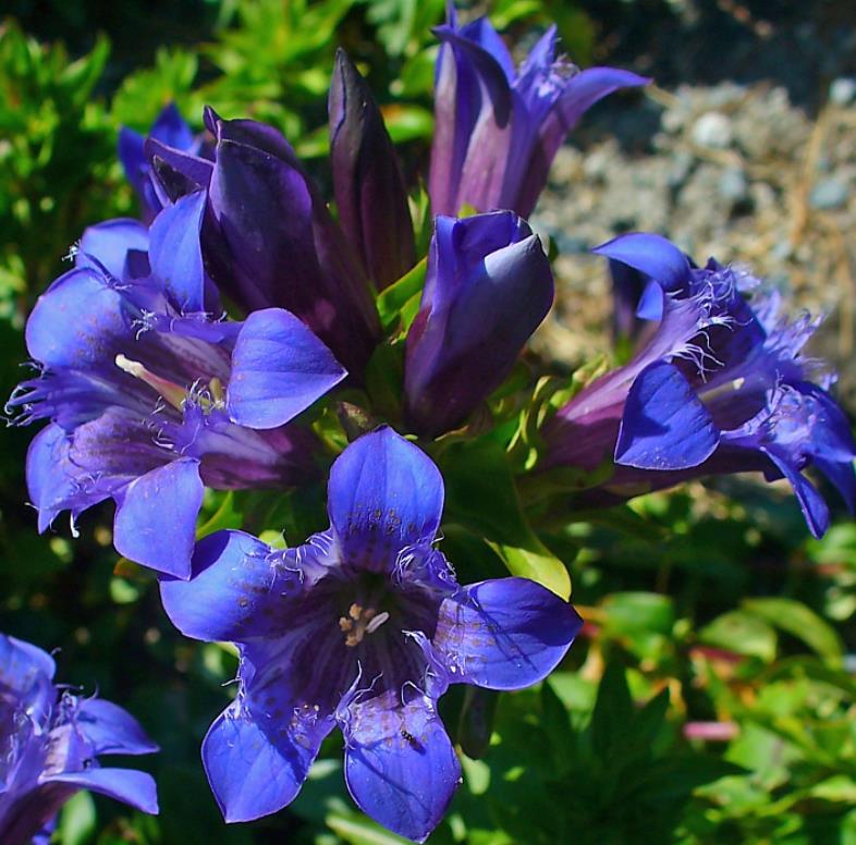 Gentiana septemfida var. lagodechiana - Genciana de Verão, Genciana com Crista, Summer Gentian, Crested Gentian