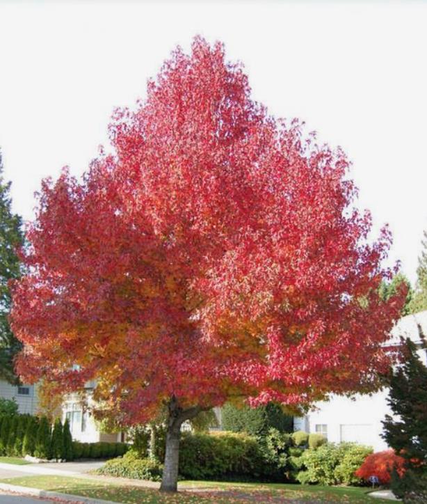 Liquidambar styraciflua - Liquidâmbar, Sweet-gum