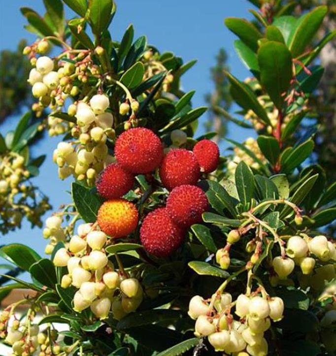 Arbutus unedo - Medronheiro, Árvore Morango, Ervedeiro, Êrvodo, Medronho, Strawberry Tree