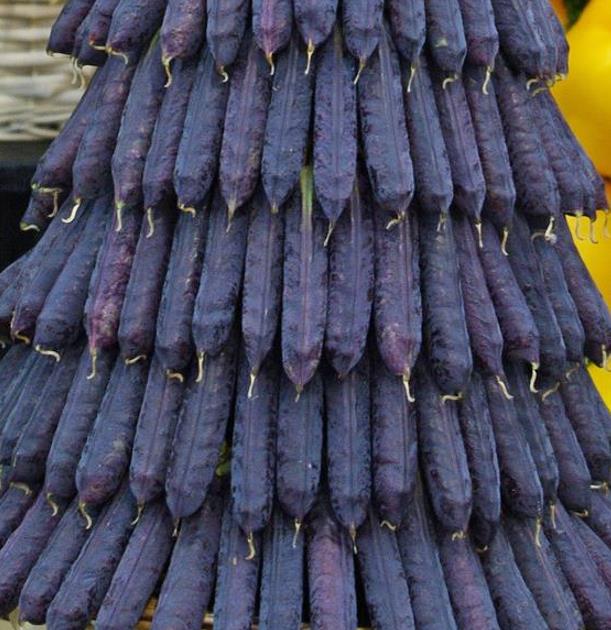 Pisum sativum Purple Podded - Ervilha, Ervilha Torta Roxa Azulada, Ervilha Torta, Ervilha Capucinjer