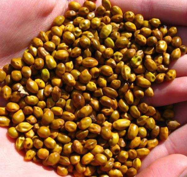 Sophora tetraptera - Kowhai, Árvore Laburnum da Nova Zelândia