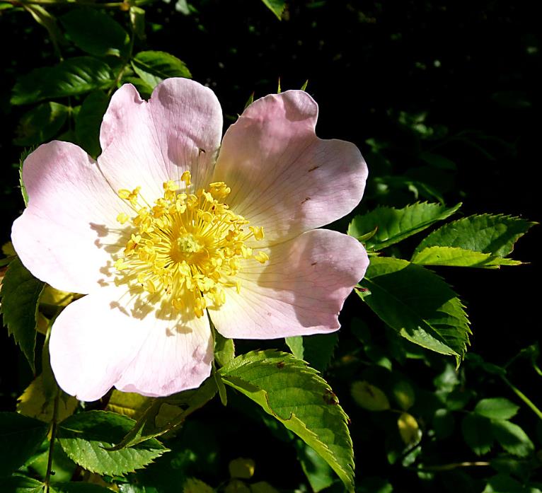 Rosa canina -  Trepadeira Rosa Mosqueta Canina, Rosa selvagem, Rosa silvestre, Rosa canina