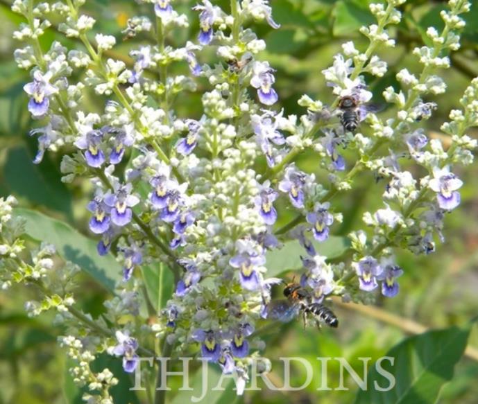 Vitex negundo - Árvore da Castidade de 5 Folhas, Nirgundi, Huang Ping