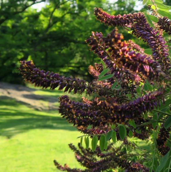Amorpha Fruticosa - Falso indigo, falso indigo do deserto, indigo bush