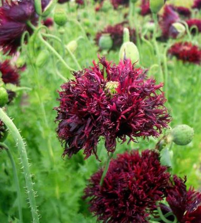 Papaver somniferum 'Laciniatum Black Swan' - Papoula Cisne Negro, Papoula de Franja Dobrada Cisne Negro, Papoula Empluma