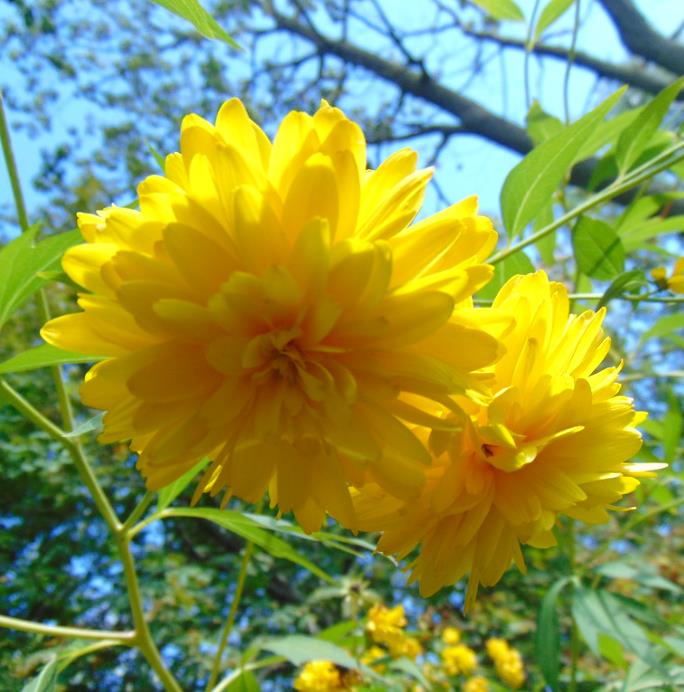 Kerria japonica 'Pleniflora' - Rosa Japonesa Dobrada, Malva de Judeu, Rosa da Páscoa, Botões de Bacharel