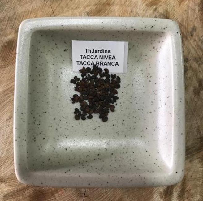 Tacca Nivea - Flor Morcego Branca, Orquídea Branca, Bat Flower, Flor de Orquídea Branca