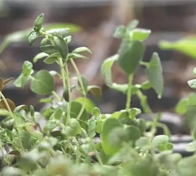 Thymus (Kit com 4 variedades) - Tomilho, Timo (Kit com 4 variedades)