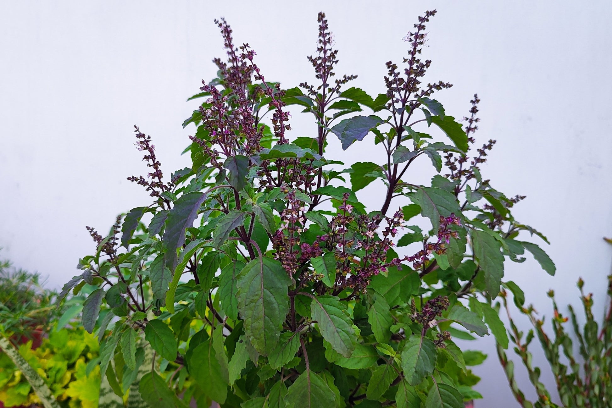 Ocimum tenuiflorum - Manjericão Sagrado, Manjericão-Santo, Tulsi