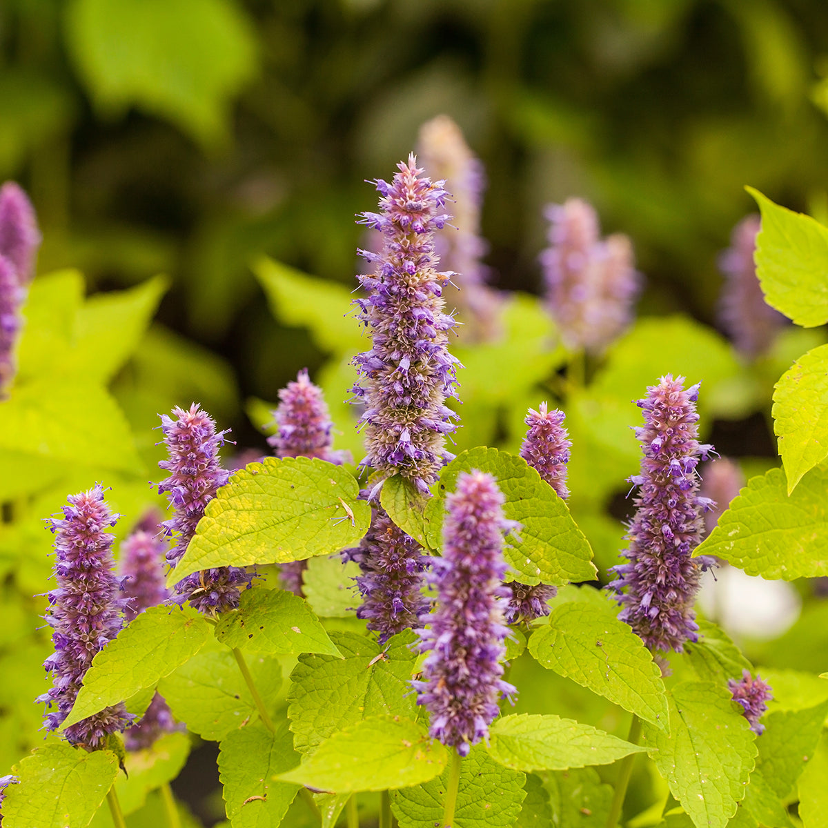 Agastache foeniculum ‘Golden Jubilee’ - Hissopo-aniz