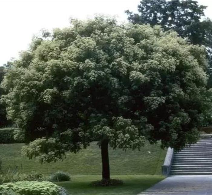 Tetradium danielli (Euodia hupehensis) - Árvore Abelha, Bee-Bee Tree, Árvore do Mel, Evodia