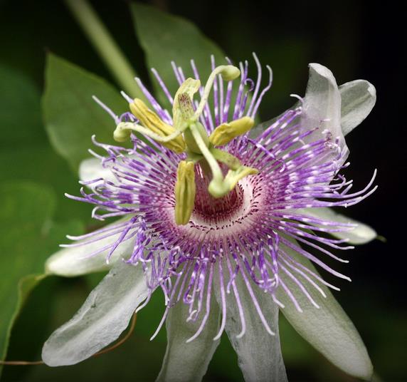 Passiflora morifolia - Maracujá doce azul, maracujá doce roxo