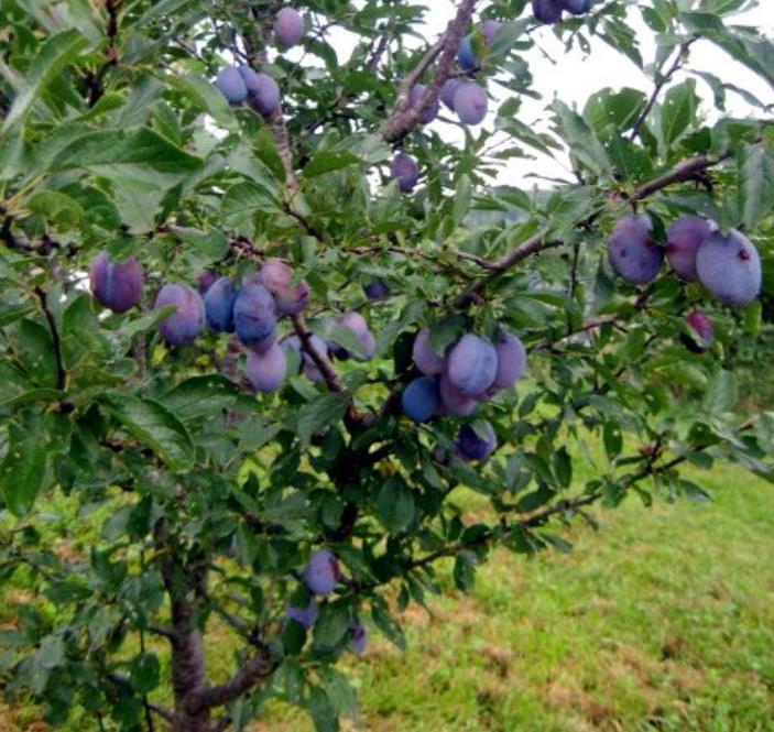 Prunus domestica 'Nutmeg Plum' - Ameixeira, Ameixa Noz-moscada, Ameixa Noz Moscada
