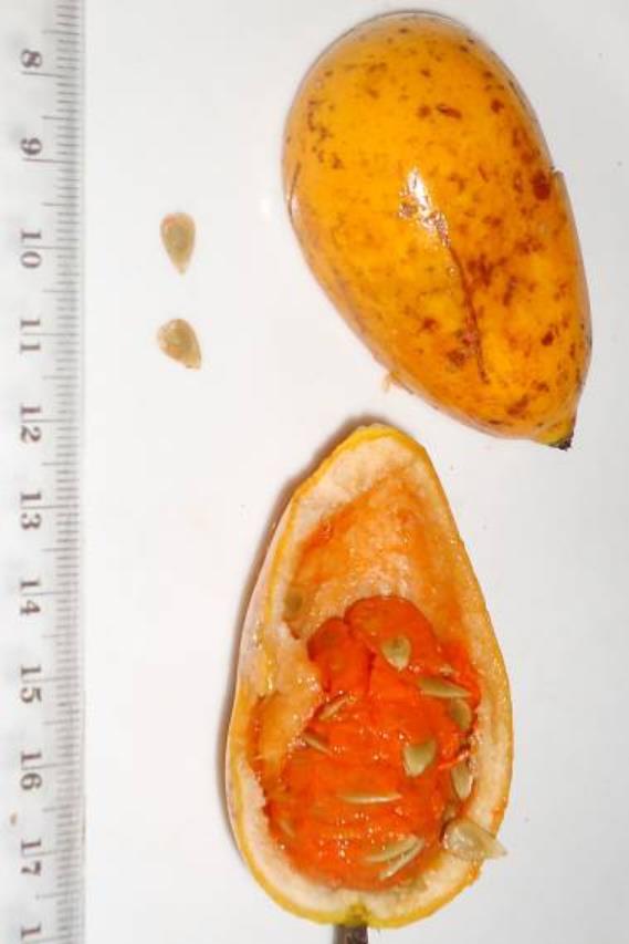 Melothria dulcis - Melotria Doce, Mini Melancia Doce, Pepino doce