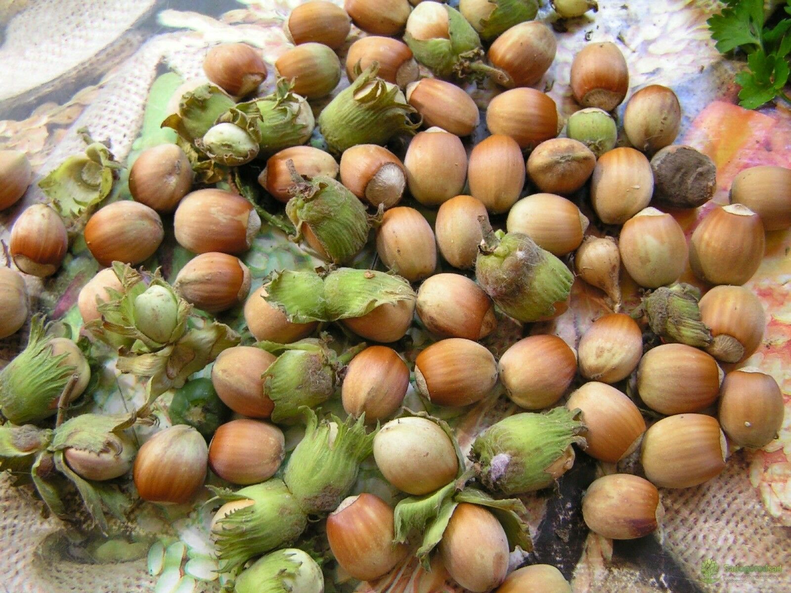 Corylus avellana - Avelã, Avelãs Giresum, Hazelnut