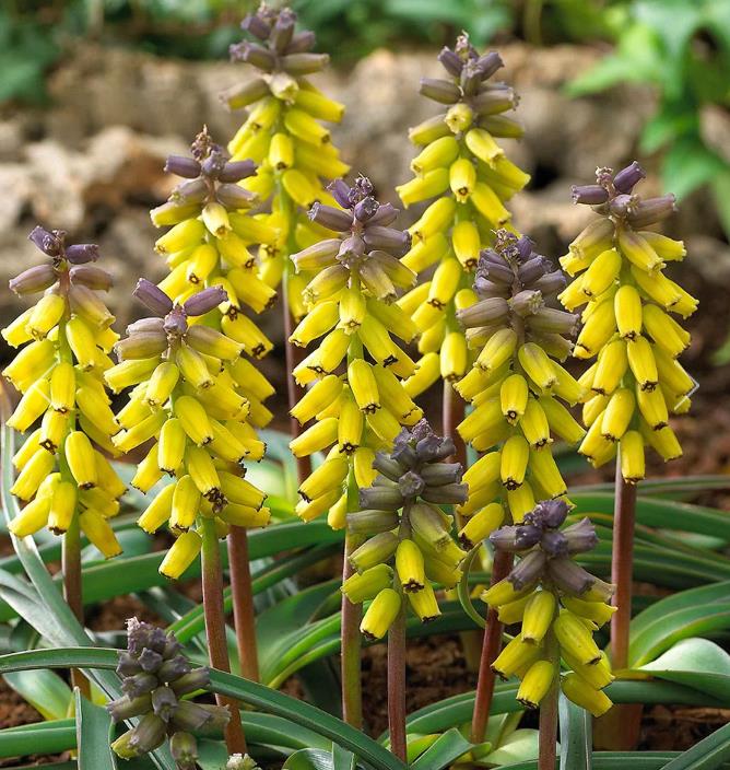 Muscari macrocarpum Golden Fragance - Jacinto Uva Dourado, Jacinto Uva Fragrância de Ouro