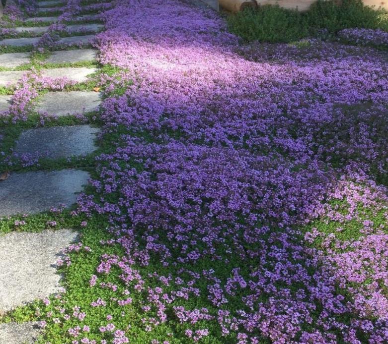 Thymus praecox - Tomilho Rastejante, Gramado Tomilho, Grama Aromática, Tomilho Mãe, Mother of Thy