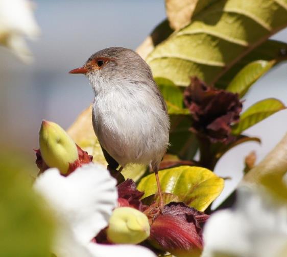 Beaumontia Grandiflora - Trepadeira Trombeta De Arauto,trepadeira Trombetas Do Nepal, Trombeta Branca