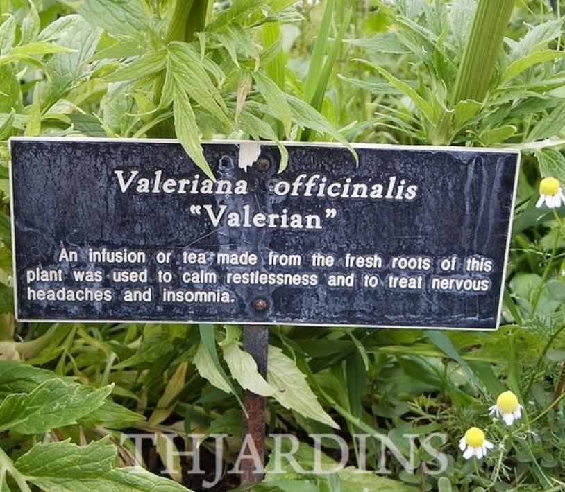 Valeriana Officinalis Anthos - Erva De São Jorge, Valeriana