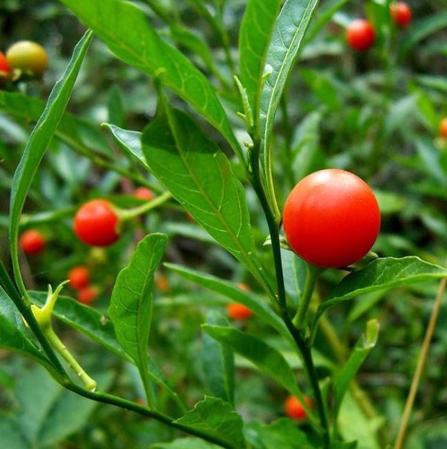 Withania Somnifera - Ashwagandha, Ginseng Indiano, Cereja de Inverno