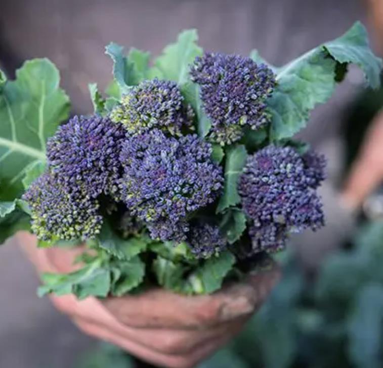 Brassica oleracea Early Purple Sprouting Broccoli (C.O) - Brócolis Brotos Roxos Precoces, Brócolis Brotando Roxo, Brócol