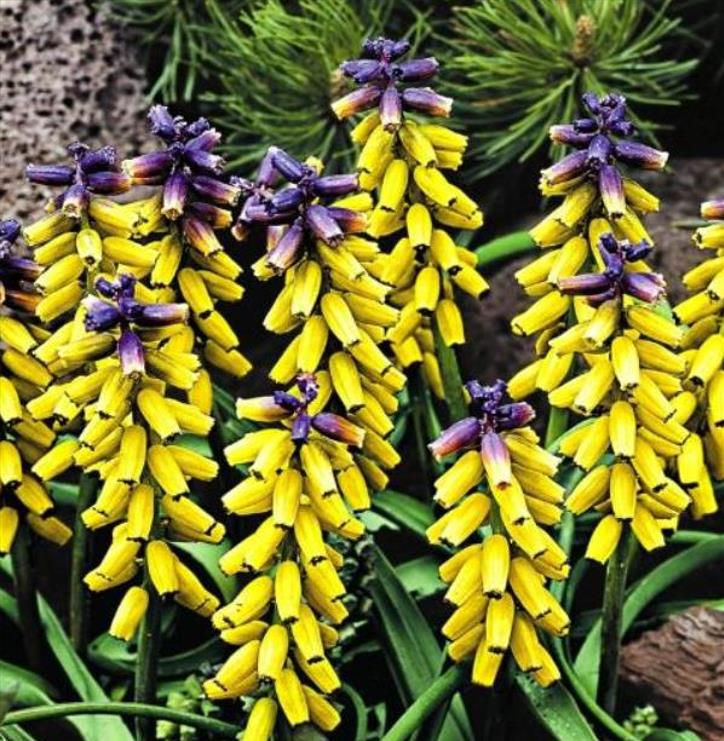 Muscari macrocarpum Golden Fragance - Jacinto Uva Dourado, Jacinto Uva Fragrância de Ouro