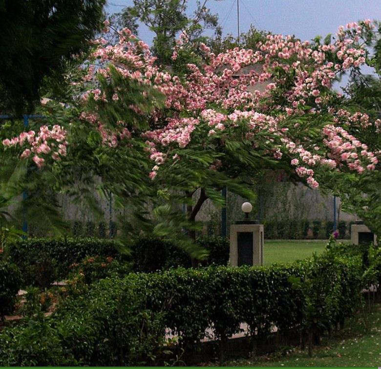 Cassia javanica ssp. Nodosa - Cassia Flor de Maçã, Cassia Rosa, Cassia Javanesa, Cássia Chuveiro de Java