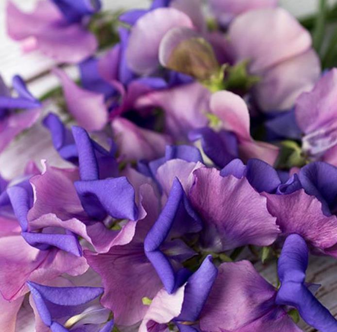 Lathyrus odoratus x belinensis 'Erewhon' - Ervilha Doce 'Erewhon', Trepadeira Ervilha de Cheiro 'Erewhon', Lathyrus odor