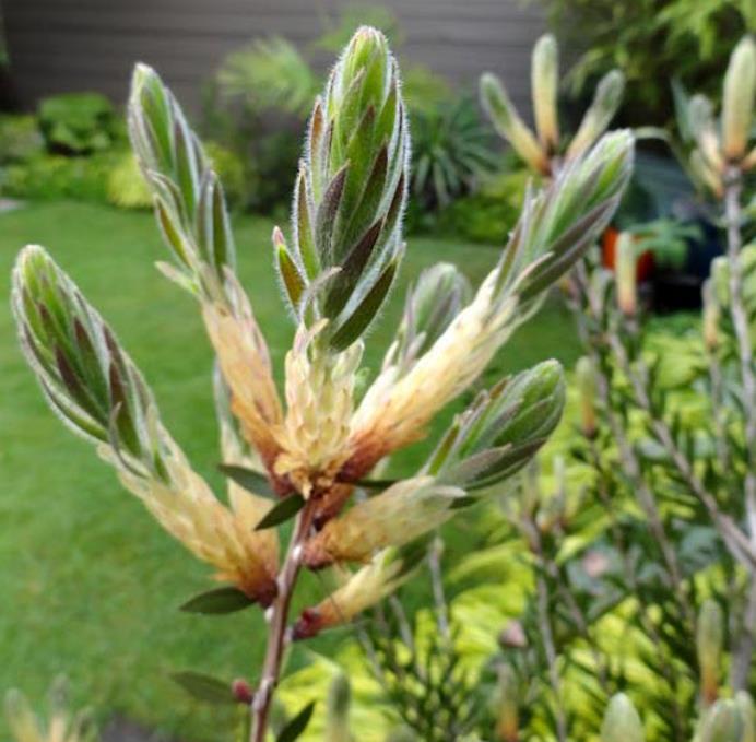 Callistemon viridiflorus (Melaleuca virens) - Escova de Garrafa verde-limão, Green Bottlebrush, Escova de Garrafa das Mo